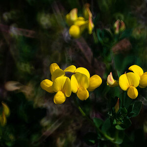 Spiegelbokeh.jpg