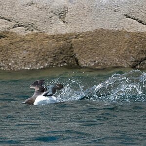 Guillemot landing.jpg