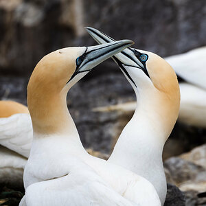 Guillemot Schnabeln 2.jpg
