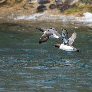 Guillemots in flight.jpg
