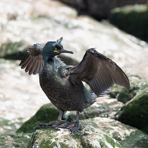 Krähenscharbe Shag.jpg