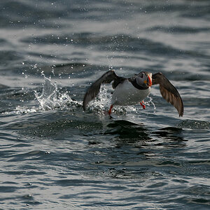 Puffin beim Start.jpg