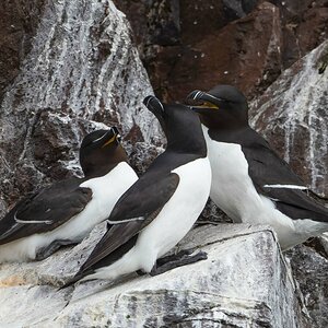 Razorbill Tordalk.jpg