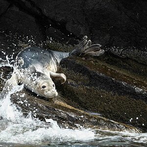 Seal.jpg