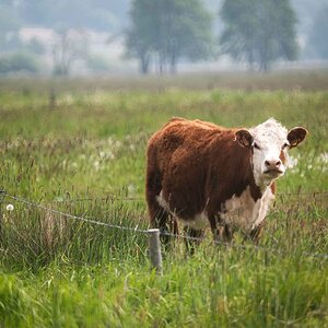 Was soll ich mit dem Gras.jpg
