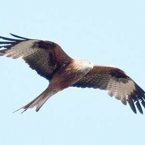trainingsvogel.leer.jpg