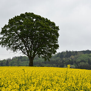 DSC_6417.JPG