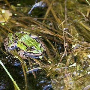 Teichfrosch.jpg