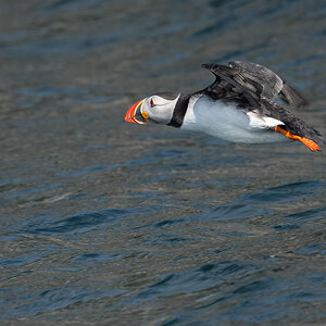 Puffin im Flug.jpg