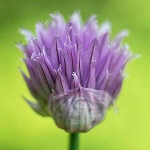 Schnittlauchblüte.jpg