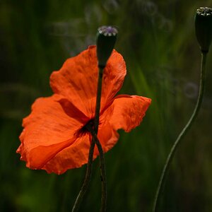 Leuchtende Mohn.jpg