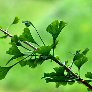 Gingko-Baum