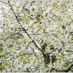 116 Zierkirsche im April in der Bünte
