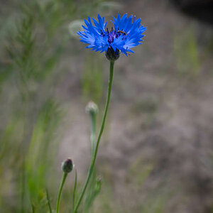 Kornblume 2.jpg