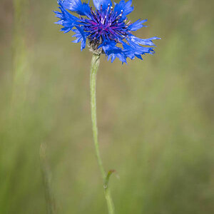Kornblume 3.jpg