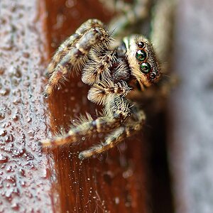 Holz-Zebraspringspinne.jpg