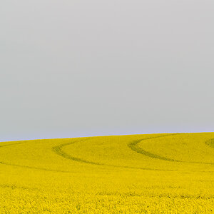 Rapsfeld.jpg