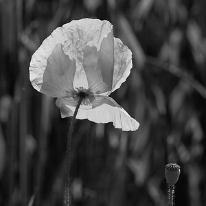 Mohn_Z9C_7620SW_12.jpg