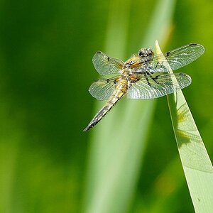 Libelle.jpg