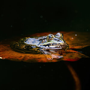 _D5C2481-DeNoiseAI-clear.jpg