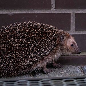 Igel 1.jpg