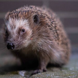 Igel 2.jpg
