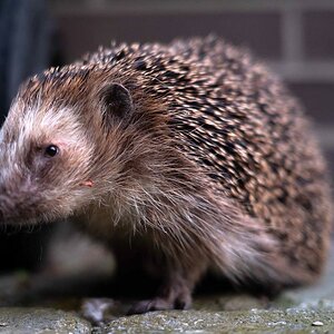 Igel 3.jpg