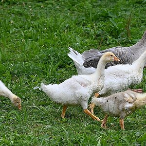 Gänse in Wackershofen.jpg