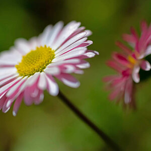 Gänseblümchen 4.jpg