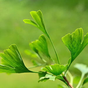 Gingko-Baum