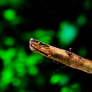 Holz.jpg
