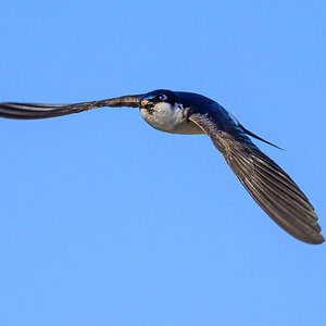 NZ9_4499_Mehli im Anflug_IA_6-2023.jpg