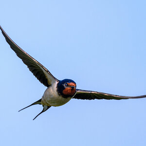 NZ9_2821_Rauchi frontal am Himmel_IA_5-2023.jpg