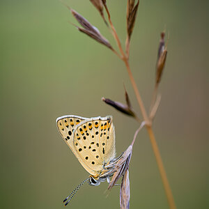 _D716549-DeNoiseAI-clear.jpg