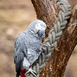 _D716485-DeNoiseAI-clear.jpg