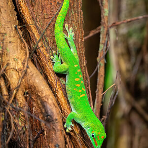 _D716342-DeNoiseAI-clear.jpg