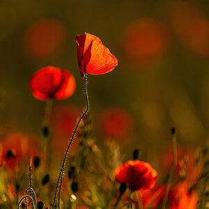 _D716089-DeNoiseAI-clear.jpg