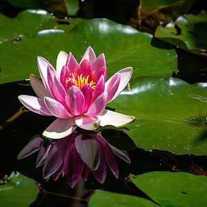 _D716265-DeNoiseAI-clear.jpg