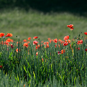 Mohn_Z9C_7558_12.jpg