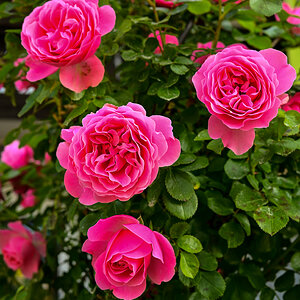 DSC_1043.jpg