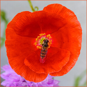 Mohn-2.jpg