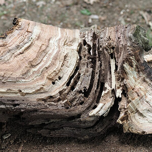 Apfelbaum innen.jpg