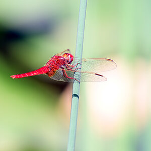 rote libelle.1.jpg