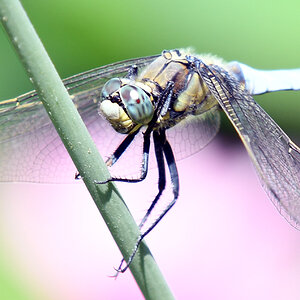 blaue.libelle.1.jpg