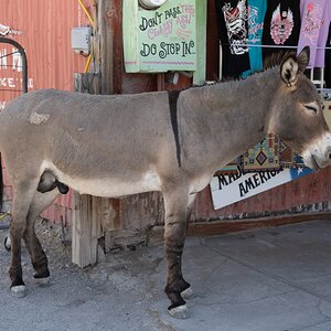DSC_1102.jpg