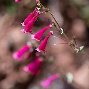 DSC_1377.jpg
