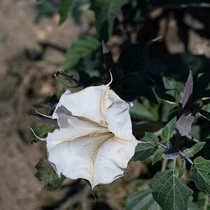 DSC_1993.jpg