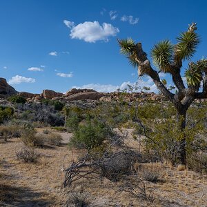 DSC_2001.jpg