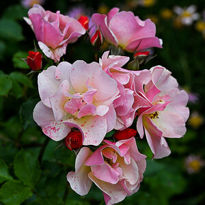 DSC_8649.jpg