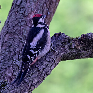 NIKON Z 8_2023_06_27_05_35_GZ8_0004.jpg